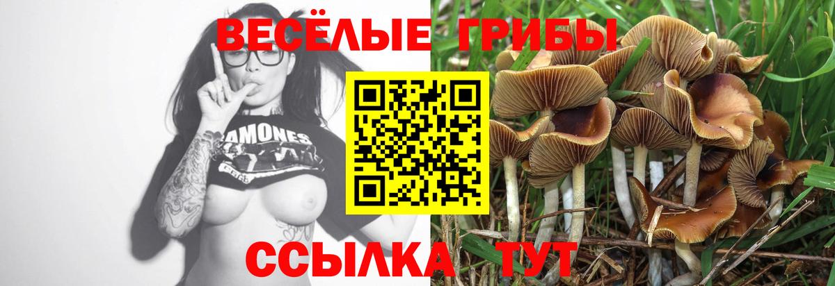 Псилоцибиновые грибы мицелий Моршанск